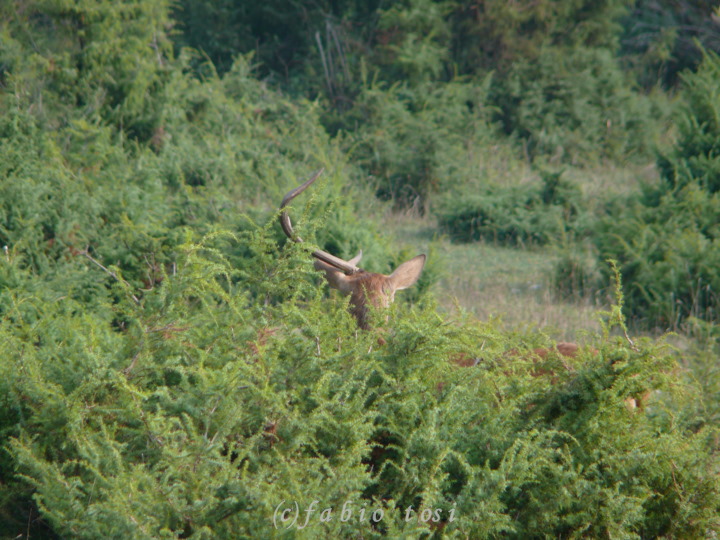 Alla corte di Sua Maest l''Unicorno - (fotoracconto fantasy)
